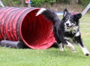 Équipement d agilité pour chien bon marché 