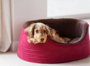 Choisir le bon type de lit pour chien pour votre animal de compagnie 