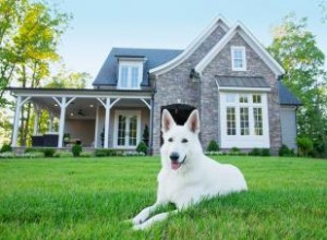 Les clôtures électriques pour chiens fonctionnent-elles ? 