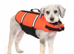 Gilet d eau de sécurité pour chien 