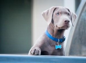 Options d étiquette de chien et où les trouver 