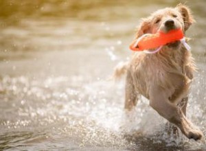 Fantastiques jouets aquatiques pour chiens 