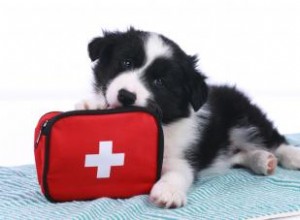 Comment assembler une trousse de premiers soins pour chiens 