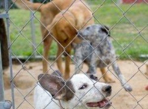 Comment construire un parc pour chiens 