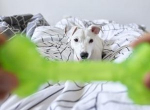 Jouets parlants et interactifs pour chiens :os, boules et amusement 