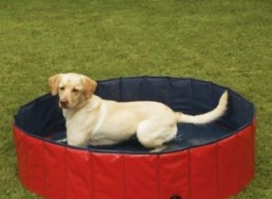 Conseils sur l achat de piscines pour chiens 