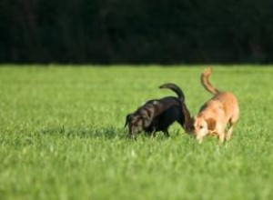 Un jeu d entraînement olfactif amusant pour les chiens 