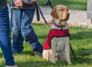 Lois sur les chiens d assistance de l ADA :exigences et restrictions de base 