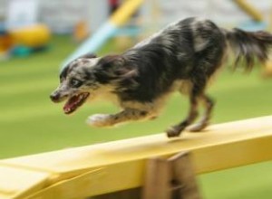 Une introduction à l agilité canine 