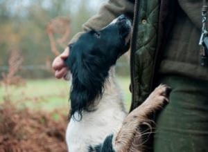 Les sifflets pour chiens sont-ils efficaces pour l entraînement ? 