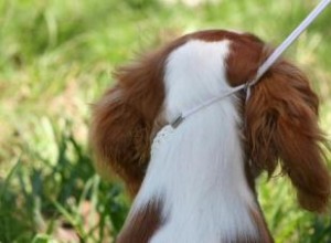 Le meilleur équipement de dressage de chiens pour vous préparer au succès 