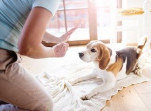 Élaborer un plan de dressage de chiens 