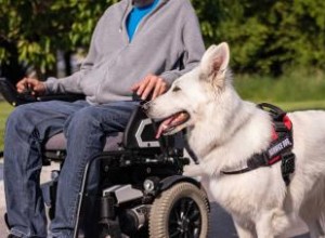 Différences entre les chiens d assistance et les chiens d assistance Chiens de soutien émotionnel 