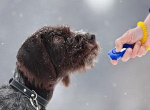 Entraînement au clicker pour chien 