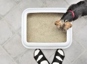 Excellentes options de bacs à litière pour chiens d intérieur 