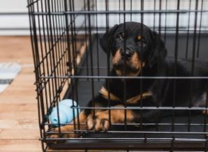 Comment dresser votre chien en cage 