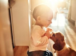 Comment préparer votre chiot à l arrivée de bébé 