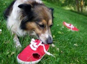 Empêchez votre chien de mâcher des chaussures :comment conserver vos chaussures 