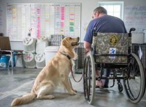 Avantages et organisations pour les chiens d assistance aux vétérans 