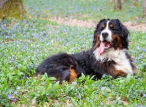 10 mélanges de bouvier bernois (et pourquoi vous les aimerez) 