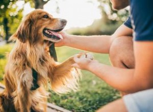 10 races de chiens AKC les plus populaires (avec photos à gogo) 