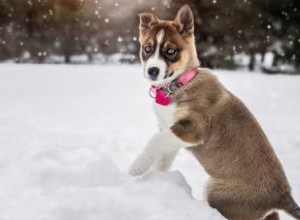 11 races de chiens aux yeux bleus saisissants 