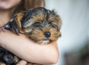 12 races de chiens paresseux faites pour les câlins 