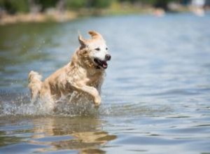 12 races de chiens d eau 