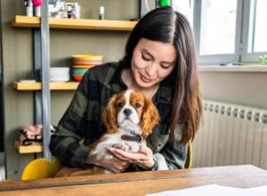 15 meilleurs chiens d appartement :races adaptées de toutes tailles 