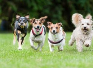 Plus de 60 races de petits chiens :rencontrez votre nouveau meilleur ami 