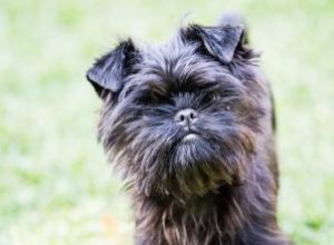 Guide de race Affenpinscher:petits chiens avec une grande personnalité 