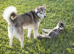 Profil de l Alaskan Klee Kai :une race de chien intelligente et frappante 