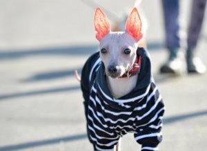 Aperçu et contexte de la race American Hairless Terrier 