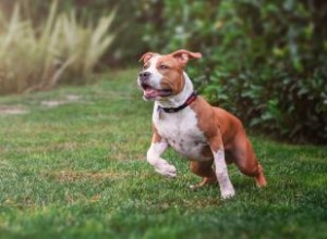 Faits sur l American Staffordshire Terrier pour mieux comprendre votre chiot 