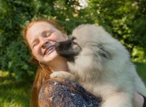 Tout et tout sur le Keeshond (fourrure et tout) 