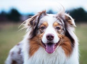 Chiens de berger australien :tout ce que vous devez savoir 