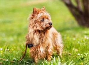 Terrier australien :guide unique du câlin confiant 