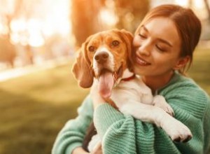 Bases de la race de chien Beagle pour tout savoir 