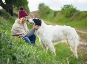 Bases de la race de chien Barzoï (de ses traits à la santé) 