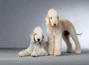 Bedlington Terrier:Guide d une race de chien unique 