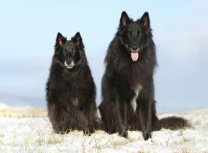 Chien de berger belge 101 :les bases de cette race de troupeau 