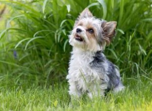 Biewer Terrier:Profil d une race de chien rare et adorable 