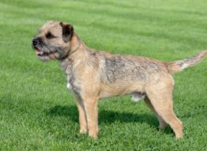 Border terriers :ce que vous devez savoir 