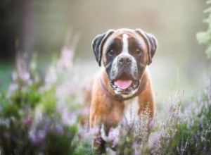 Boxer Breed Basics:Guide de ces chiots populaires 