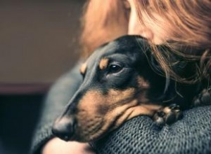 Répartition de la race de chien teckel :ces chiots sont-ils pour vous ? 