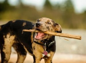 Chien léopard Catahoula :qui est ce chiot inconnu ? 