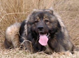 Chiens de montagne du Caucase 