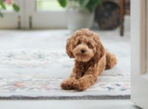 Cavapoo Dog Hybrid Must-Know Traits (De sa santé à sa personnalité adorable) 