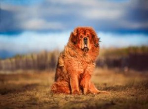 Caractéristiques du dogue tibétain :un chien de garde avec duvet 