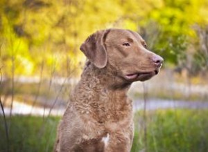 Chesapeake Bay Retriever:Guide de ce chien sportif 